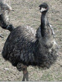 emu